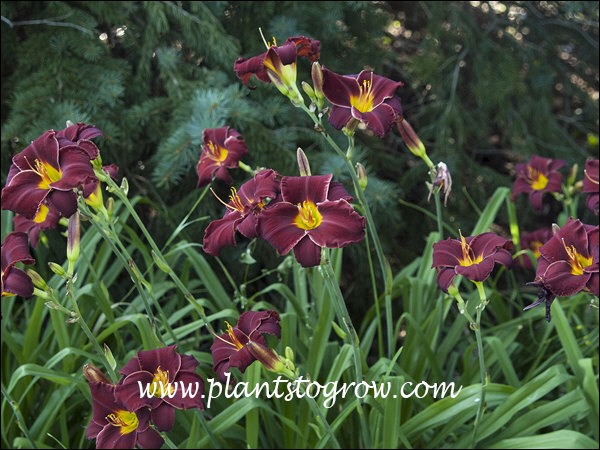 As of 2015 these plants have been in my garden since 1998.  They have been moved at least 3 times.